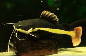 Redtail Catfish (Phractocephalus hemioliopterus)