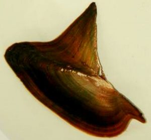 Shark Fin Mussel (Hyriopsis bialatus)