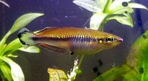 Madagascan Rainbowfish (Bedotia Madagascariensis)