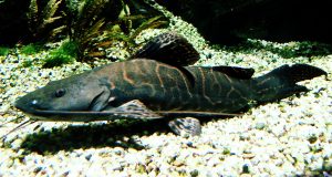 Leopard Catfish (Perrunichthys perruno)