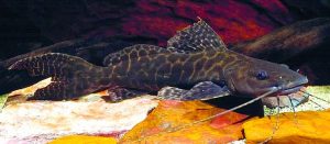 Leopard Catfish (Perrunichthys perruno)