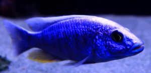 Electric Blue Ahli (Sciaenochromis Fryeri) “Maleri Island”