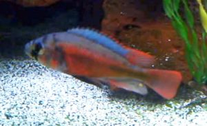 Fire Red Uganda Cichlid (Haplochromis s. “fire”)