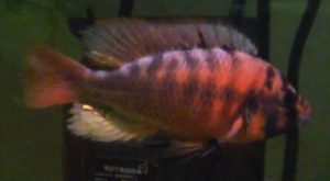 Fire Red Uganda Cichlid (Haplochromis s. “fire”)