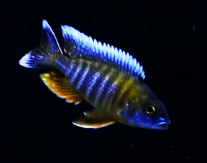 African Butterfly Peacock Cichlid (Aulonocara jacobfreibergi)