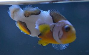 Fin Rot in Clownfish
