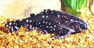 Spotted Raphael Catfish (Agamyxis pectinifrons)