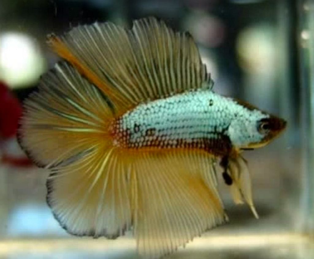 Permanent Link to Twin Tail Betta (Betta splendens) a.k.a. Double Tail (DT)...
