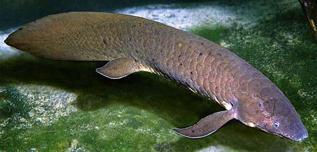 Image result for lungfish