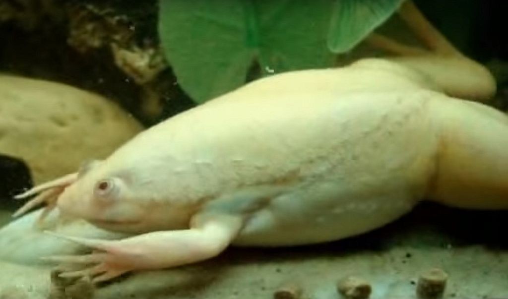 African Clawed Frog (Xenopus laevis) Tropical Fish Keeping 